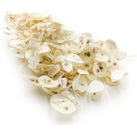 Weißer Mondschein – (Lunaria) – Weiß – Polen (1/3)