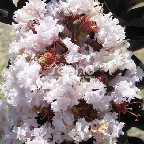 Lilas des Indes Black Diamond® Blush™, Lagerstroemia/Pot de 7,5L - 60/80 cm
