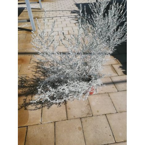 Eremophila Nivea v17