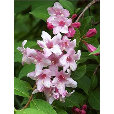 Weigela  'Rosea' Pot de 2L/3L