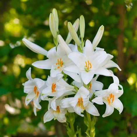 bulbi di LILIUM CANDIDUM  18/20