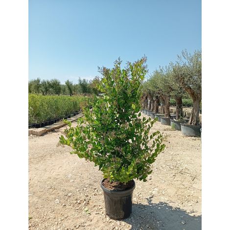 LIGUSTRUM TEXANUM CESP.40
