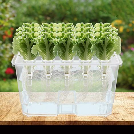 Lot de 2 bacs de culture hydroponiques transparents avec 15 trous par couvercle, kit complet de culture aquatique comprenant 15 paniers de plantation par bac pour salades, herbes et légumes à la maiso (1/5)