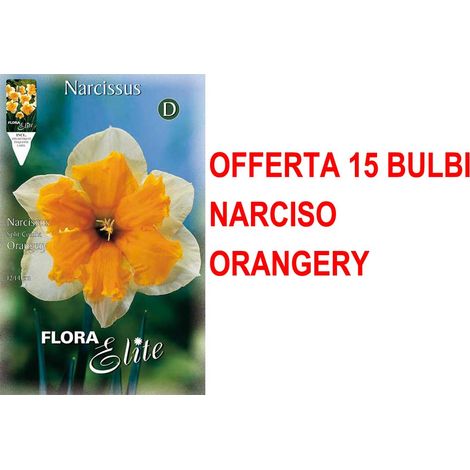 OFFERTA 15 BULBI AUTUNNALI NARCISO SPLIT CORONA ORANGERY BULBS BULBES