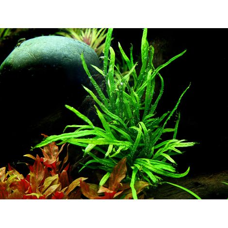 Aquarium Pflanze Microsorum pteropus Trident Wasserpflanze Topf Nr.308G