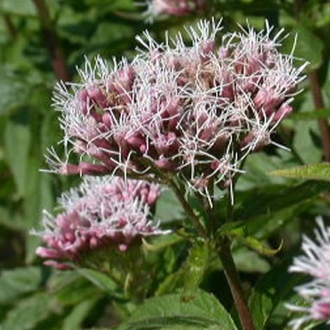 4 x Eupatoire chanvrine - Eupatorium cannabinum  - godet 9x9 cm