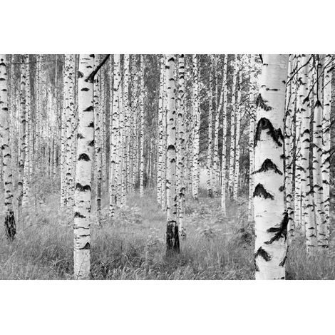 Komar Woods 368 x 248 cm, Papier peint panoramique XXL4-023, photomurale sur intissé (1/4)
