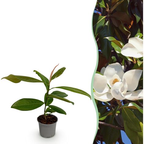 Magnolia grandiflora - Arbuste Persistant à Fleurs Blanches Parfumées - Pot 12cm - Hauteur 30cm - PANGIVO (1/5)