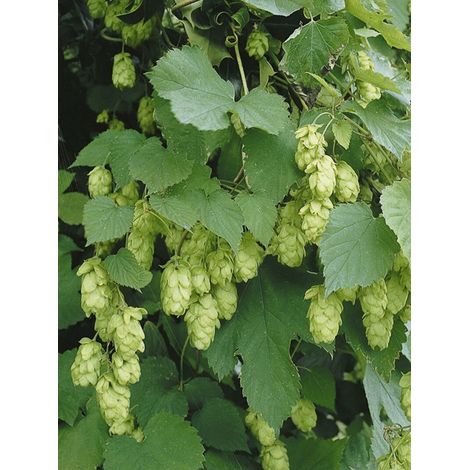Houblon 'Hallertauer Tradition' Bulbe calibre 14+ (par 20)