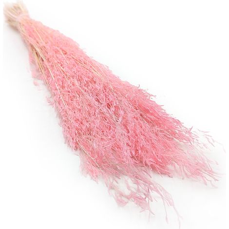 Planta temblorosa seca - (Briza Segromigno) - Rosa
