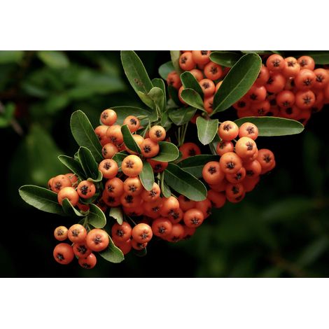 Piracanta arancione nana "Pyracantha coccinea Navaho" Agazzino pianta da siepe sempreverde in vaso 9x9 cm (1/5)