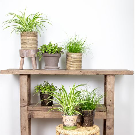 Bloomique - Lot de 6 - Plantes d’intérieur sans danger pour les animaux - Chlorophytum, Cyperus, Callisia - Hauteur 20-30 cm - Pot 12 cm