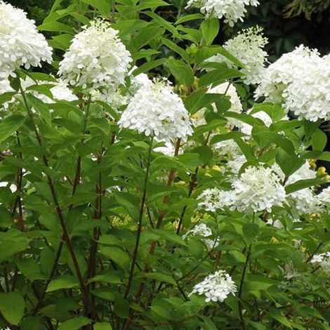 Hortensia paniculé 'Grandiflora' - 40-50 cm pot (1/4)