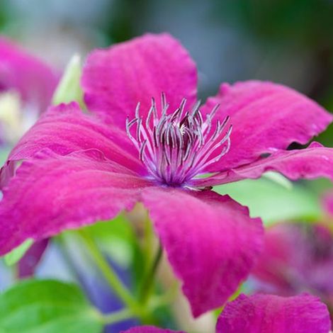 Clématite - Clematis 'Ruutel' - 50-60 cm pot