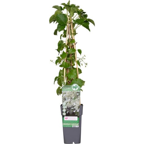 Hydrangea petiolaris Hortensia grimpant pour jardin et mur végétal H 65 cm Pot 15 cm - PANGIVO (1/5)