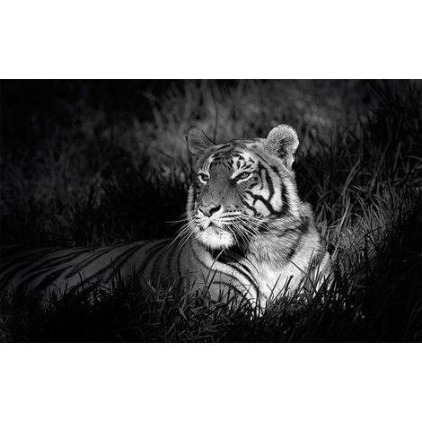 Affiche tigre au repos - 60x40cm - made in France (1/5)