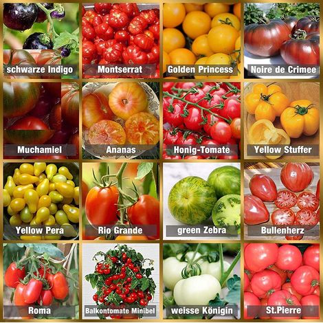 Set de graines de tomates PRADEMIR - 16 variétés de tomates - Graines 100% naturelles du Portugal - Variétés rares et anciennes à haut taux de germination (1/5)