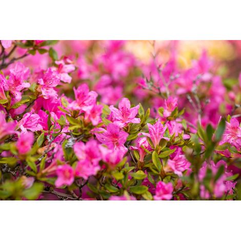 Japanische Azalee 'Petticoat'® Rhododendron obt.'Petticoat' -R- C 2 15- 20
