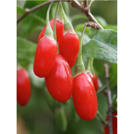 Lyciet commun, Baies de goji 'Instant Success' Pot de 1,5L/2L