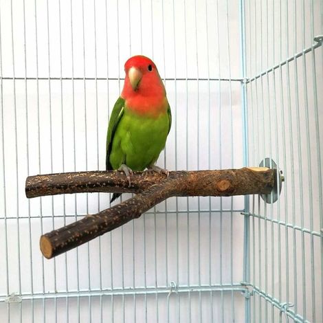 plateforme de support pour cage, accessoires de cage à oiseaux jouets de broyage de pattes pour petites Conure Parakeet (1/5)