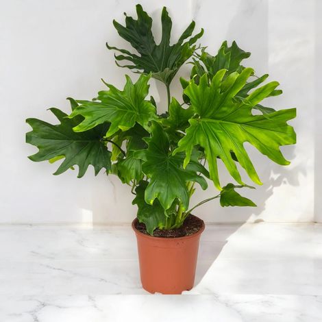 Gardenaria Philodendron 'Lickety Split' - Pianta da interno ornamentale - Altezza: 45 cm (vaso 19) (1/5)