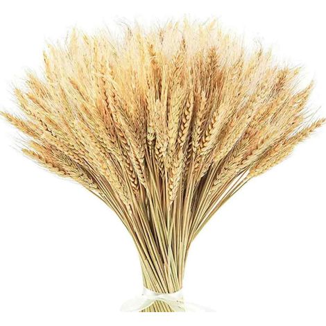 Getrocknete Weizenähren, 45 cm - EINNENFFER - 200 Ähren für Dekorationen im Boho- und Landhausstil, ideal für Hochzeiten, Partys und DIY-Projekte (1/5)