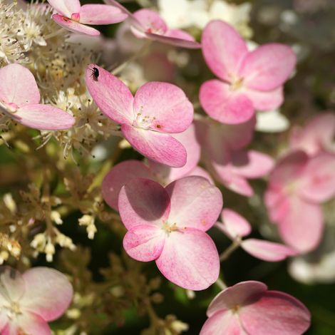 Hortensia paniculata pinky winky - Hydrangea paniculata pinky winky Pot 3L