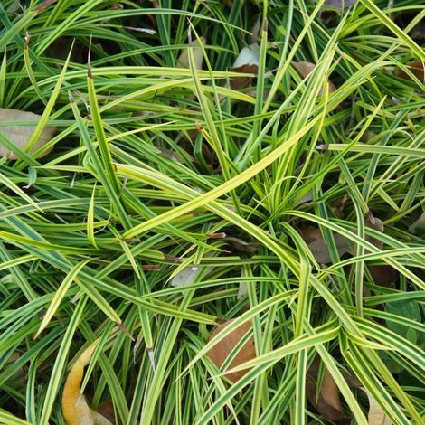 Laîche de Morrow Irish Green' - Carex morrowii Irish Green' godet 9cm (1/2)