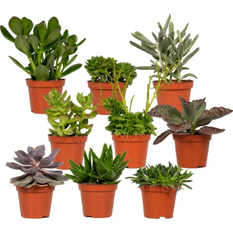 Mix de Plantes Grasses Succulentes Assorties pour Intérieur - Pot Ø 8,5-9 cm - Hauteur 10 cm - PANGIVO