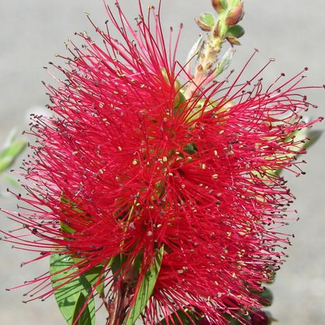 Rince-bouteilles laevis, Callistemon/Pot de 7,5L - 60/80 cm
