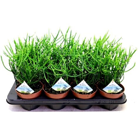 1 Planta Natural Euphorbia Tirucalli en Maceta M22