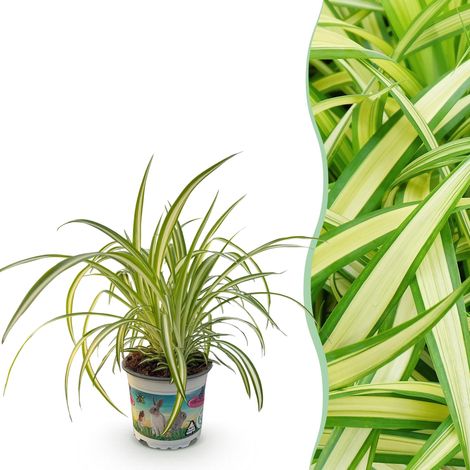 Plante d'Intérieur Chlorophytum comosum Variegatum - Plante Araignée - Vert et Blanc - Pot Ø 12 cm - PANGIVO (1/5)