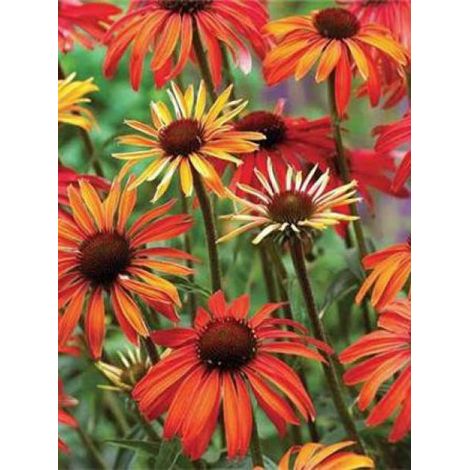 Rudbeckia pourpre 'Hot Summer' Godet de 8/9 cm (1/2)