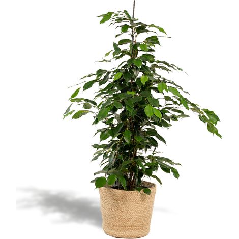 Ficus Benjamina Danielle Plante Verte d'Intérieur Dépolluante avec Panier Selin H95 cm Ø21 cm - PANGIVO