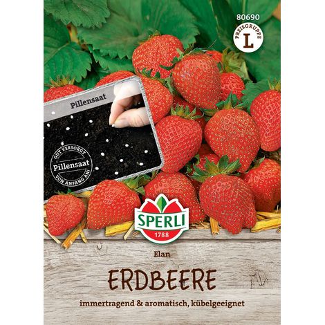 Sperli Erdbeeren Elan F1 - Obstsamen (1/2)