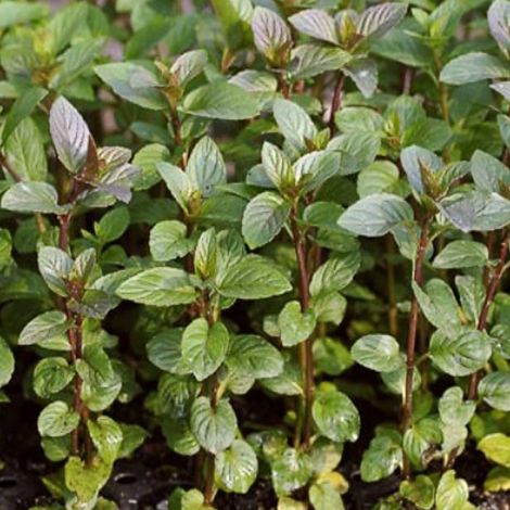 4 x Menthe poivrée  - Mentha piperita 'Nigra'  - godet 9x9 cm