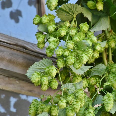 Houblon Nordbrau (Femelle)/Pot de 1,5L - Tuteur bambou 30/60 cm (1/4)