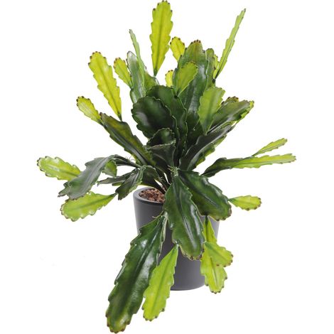 Plante artificielle haute gamme Spécial extérieur / Epiphyllum artificiel - Dim : 50 x 25 cm -PEGANE- (1/2)