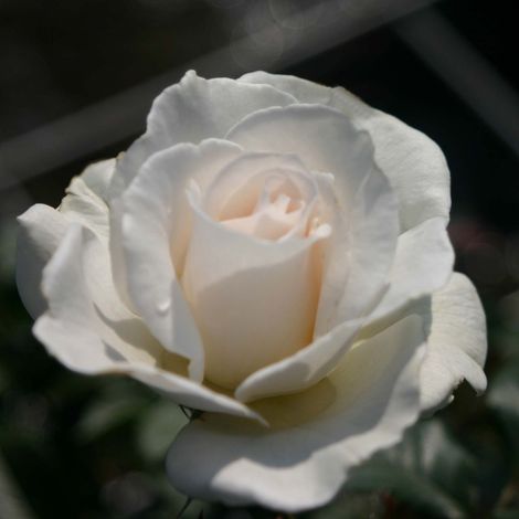 Rosier à fleurs groupées 'Margaret Merril' Pot de 2L/3L