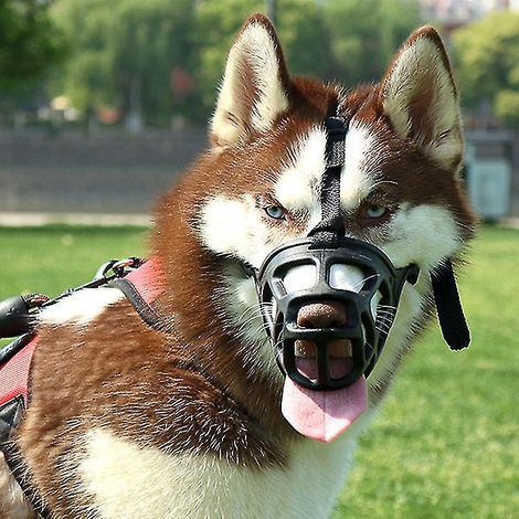 Muselière résistante et durable pour chiens de taille moyenne à grande, avec masque réfléchissant pour grands chiens, empêchant les morsures et les aboiements (accessoires pour lévriers d'Alaska). (1/5)
