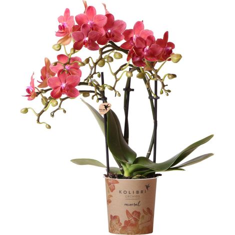 Orchidée Phalaenopsis Rouge Multiflore Plante d'Intérieur Pot Ø 9 cm Hauteur 30-35 cm - PANGIVO