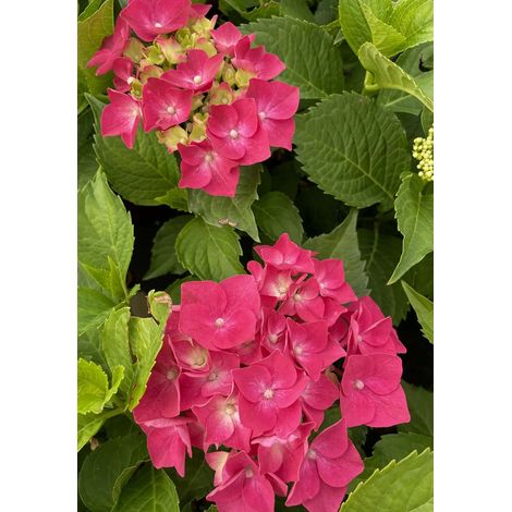 Gardenaria Ortensia - Hydrangea Macrophylla 'Leuchtfeuer' - Pianta acidofila ornamentale da esterno - Altezza: 40/50 cm (vaso19) (1/3)