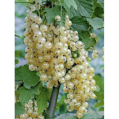 Groseillier 'White Pearl' Pot de 1,5L/2L, Buisson (1/2)