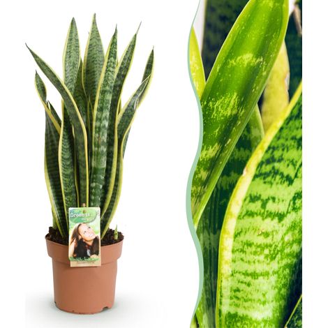 Sansevieria Laurentii - Langue de Belle-mère - Plante d'Intérieur Facile - Vert/Jaune - 60-70 cm - PANGIVO (1/5)