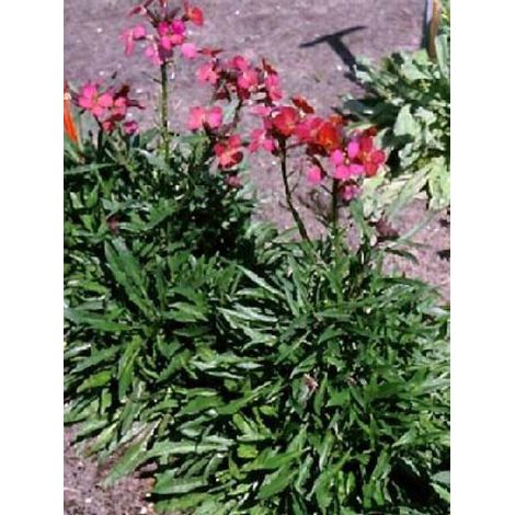 Giroflée, Vélar 'Constant Cheer' Pot de 2L/3L