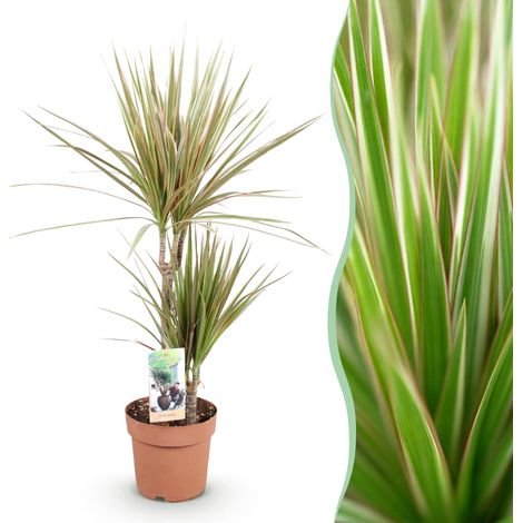 Dracaena Marginata Bicolor - Arbre du Dragon - Plante d'Intérieur - Pot Ø 17 cm - 70-75 cm - PANGIVO (1/5)