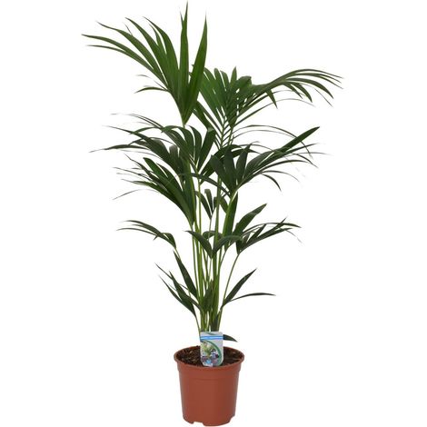 Palmier Kentia Howea forsteriana Plante d'Intérieur Dépolluante Pot Ø 21 cm Hauteur 120 cm - PANGIVO (1/4)