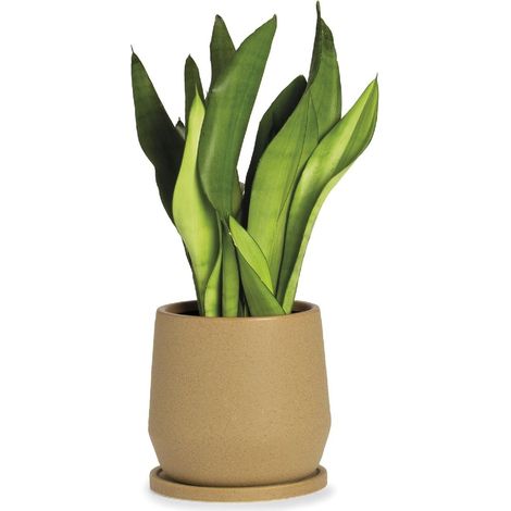 ANDREA HOUSE AX71195 Maceta Cerámica Beige Ø18X18 Cm - ref: AX71195