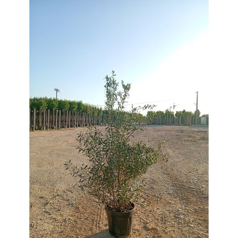 OLEA EUROPAEA TOUFFE 40 CYPRES (1/4)