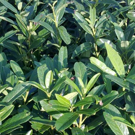 Laurier-cerise - Prunus laurocerasus 'Caucasica' - 40-60 cm pot